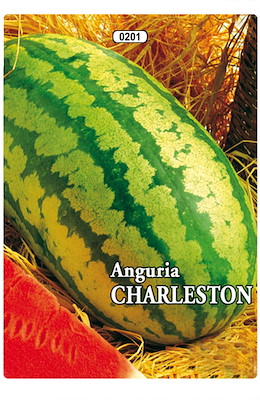 ALLUNGATA VERDE CHIARA