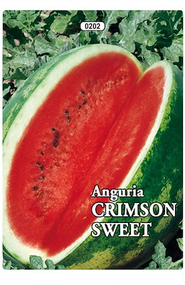 ROTONDA GROSSA VERDE STRIATA SCURA