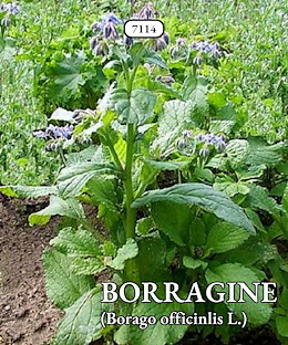 BORRAGINE