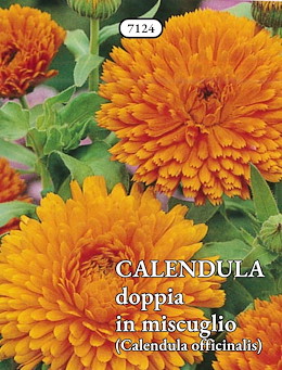 CALENDULA