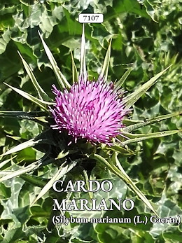 CARDO MARIANO