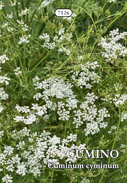 CUMINO