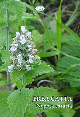 ERBA GATTA