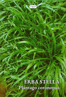 ERBA STELLA O MINUTINA