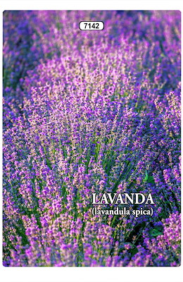 LAVANDA VERA