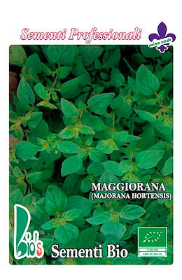 MAGGIORANA