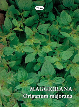 MAGGIORANA