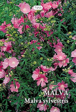 MALVA