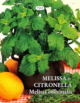 MELISSA O CITRONELLA