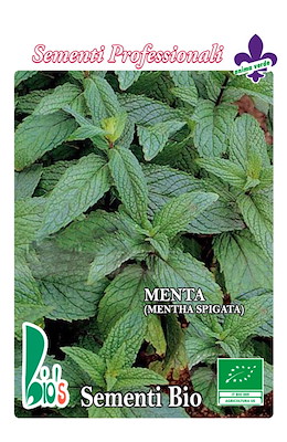 MENTA