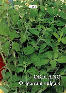 ORIGANO