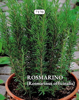 ROSMARINO
