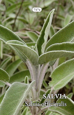 SALVIA