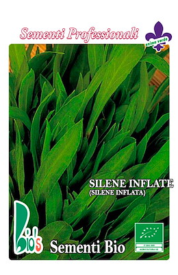 SILENE INFLATE