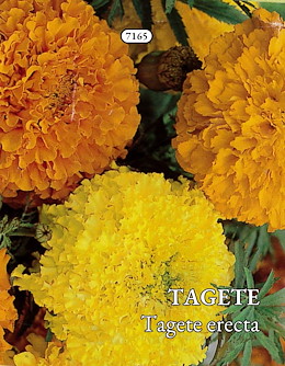 TAGETE