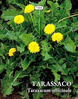TARASSACO