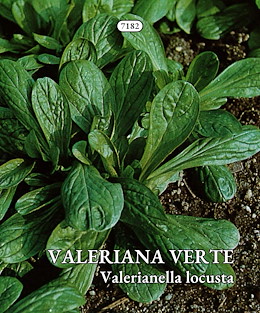 VALERIANA A FOGLIE PICCOLE