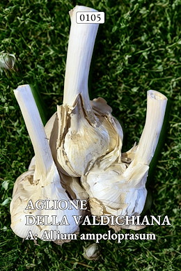 AGLIONE DELLA VALDICHIANA