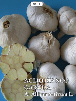 BIANCO MEDIO-PRECOCE