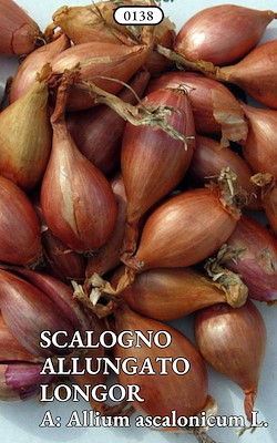 SCALOGNO MEDIO-TARDIVO