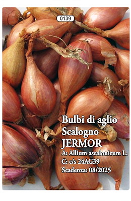 SCALOGNO PRECOCISSIMO