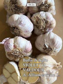 VIOLETTO MEDIO-TARDIVO