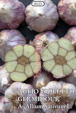 VIOLETTO PRECOCISSIMO