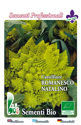 MEDIO-PRECOCE GROSSO