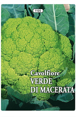 MEDIO-PRECOCE TESTA MEDIA