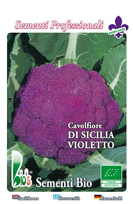 MEDIO-TARDIVO TESTA MEDIA