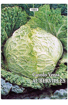 MEDIO-PRECOCE PIANTA MEDIO-GRANDE TESTA SEMI-PIATTA