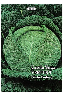 PER INVERNO PIANTA MEDIO-GRANDE TESTA SEMI-PIATTA