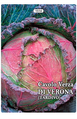 TARDIVO PIANTA MEDIA TESTA SEMI-PIATTA