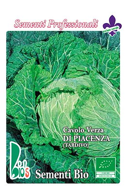 TARDIVO PIANTA MEDIO-GRANDE TESTA SEMI-PIATTA