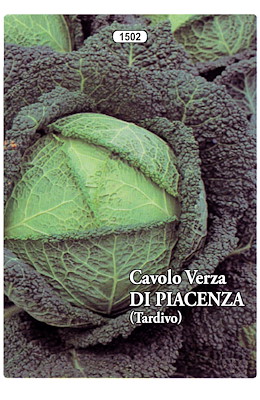 TARDIVO PIANTA MEDIO-GRANDE TESTA SEMI-PIATTA