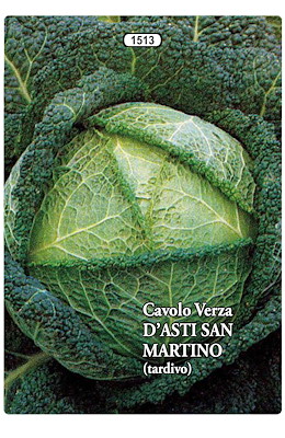 TARDIVO PIANTA MEDIO-GRANDE TESTA TONDA GROSSA