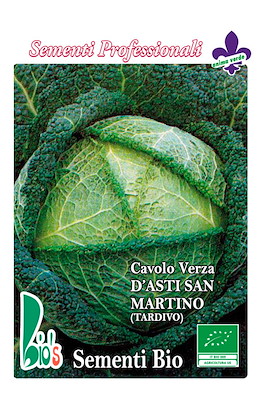 TARDIVO PIANTA MEDIO-GRANDE TESTA TONDA GROSSA
