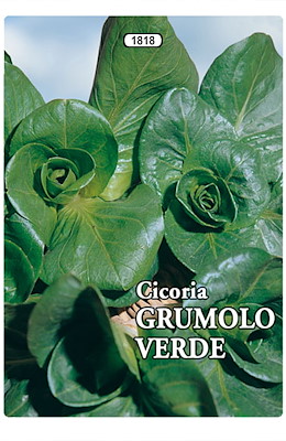 A ROSETTA TONDA LARGA VERDE SCURA