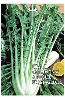 CESPO ERETTO LUNGA FRASTAGLIATA VERDE COSTA BIANCA