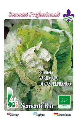 CESPO VOLUMINOSO TONDA LARGA STRIATA COSTA BIANCA