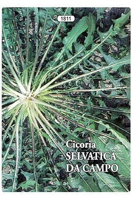 PROSTRATA LUNGA FRASTAGLIATA VERDE