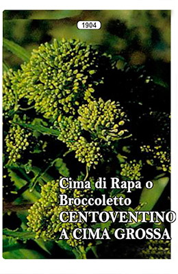 CENTOVENTINO A CIMA GROSSA