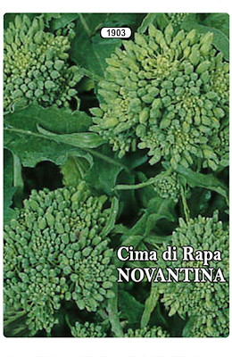 NOVANTINO A CIMA GROSSA