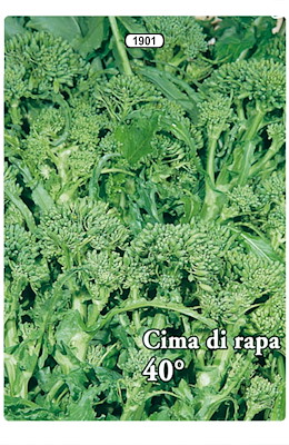 QUARANTINO A CIMA GROSSA