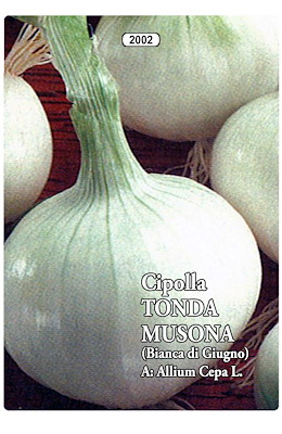 MEDIO-TARDIVA TONDA MEDIA BIANCA - GIORNO MEDIO