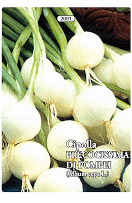 PRECOCISSIMA TONDA PICCOLA BIANCA - GIORNO CORTO