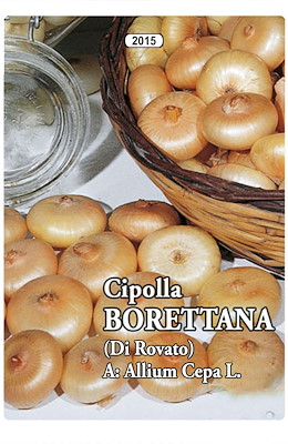 TARDIVA APPIATTITA PICCOLA GIALLA - GIORNO LUNGO