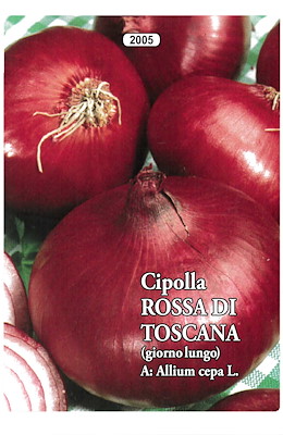 TARDIVA TONDA APPIATTITA GRANDE ROSSA - GIORNO LUNGO
