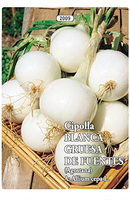 TARDIVA TONDA GROSSA BIANCA - GIORNO LUNGO