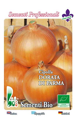 TARDIVA TONDA GROSSA DORATA - GIORNO LUNGO